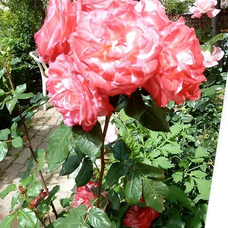 Bb Le Violette Bed & Breakfast