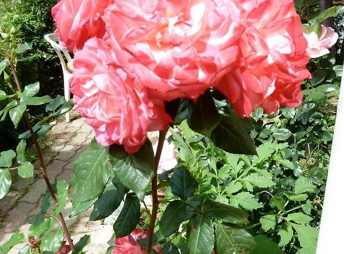 Bb Le Violette Bed & Breakfast