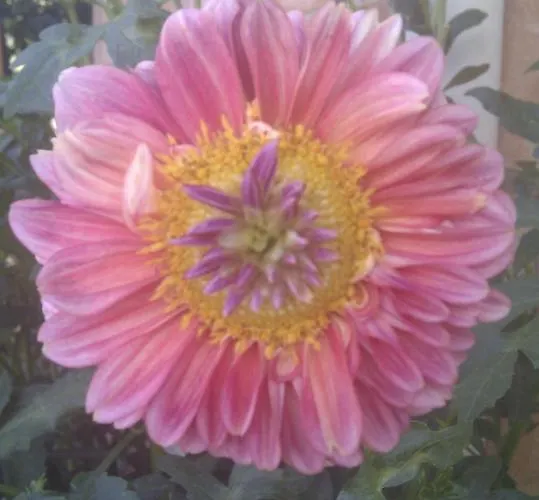 Frühstückspension Bb Le Violette 3*