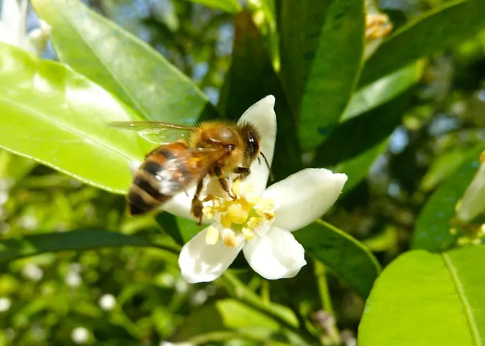 Bb Le Violette Tortolì