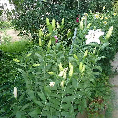 Bb Le Violette B&B 토르톨리