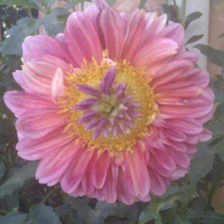 B&B Bb Le Violette 3*