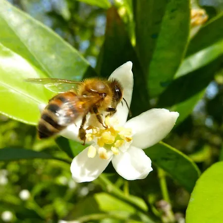 Bb Le Violette 토르톨리