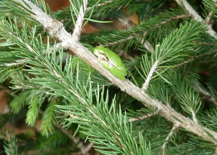 Panzió Bb Le Violette
